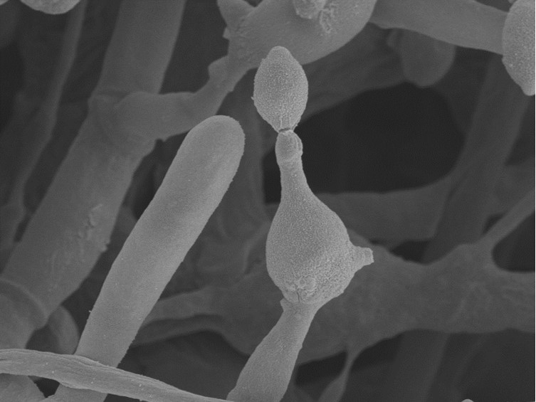 Ophiocordyceps pseudocommunis